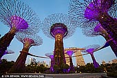  stock photography | Supertree Grove in the Morning, Gardens by the Bay, Singapore, Image ID SINGAPORE-0007. While the Supertree Grove in Gardens by the Bay, Singapore is most beautiful at night with the light show, the Supertrees in the morning are quite beautiful as well. It's also much cooler and quieter in the morning.